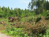 2022-05-20 - Tornado beim Sturmtief Emmelinde Solling - Steinlade bis Gehren (12)